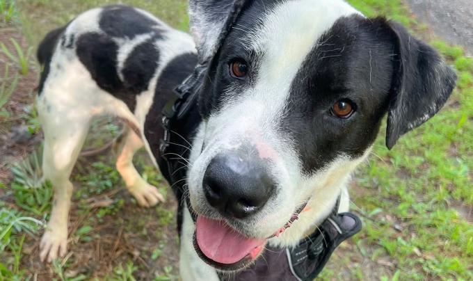 Diesel, a black and white dog, standing on some grass